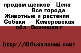 продам щенков › Цена ­ 15 000 - Все города Животные и растения » Собаки   . Кемеровская обл.,Осинники г.